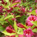 Weigela x 'Rubis d'Or' 2